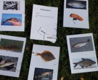 /album/bildgalleri/vad-heter-fiskarna3-jpg/